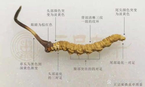 积雪苷片的功效和作用、积雪苷片的功效与副 -积雪苷片的功效网